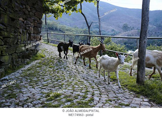 At the end of each day, the herds of goats move down the hills, to the small villiages in the Valleys of the Arada mountains