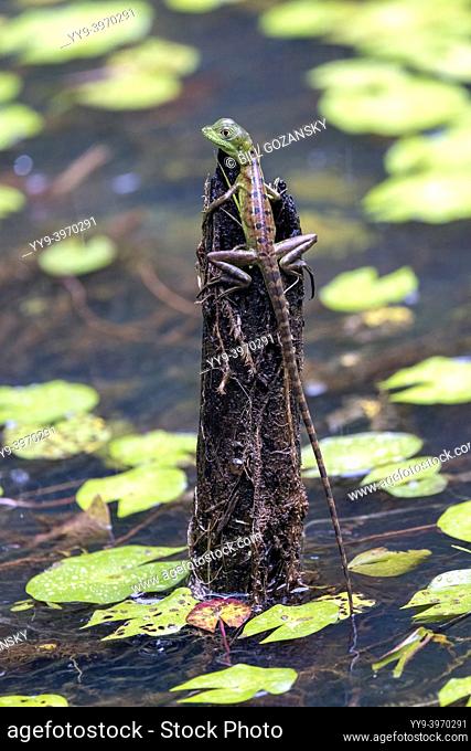 Juvenile Green Basilisk or Plumed Basilisk (Basiliscus plumifrons) - La Laguna del Lagarto Eco-Lodge, Boca Tapada, Costa Rica