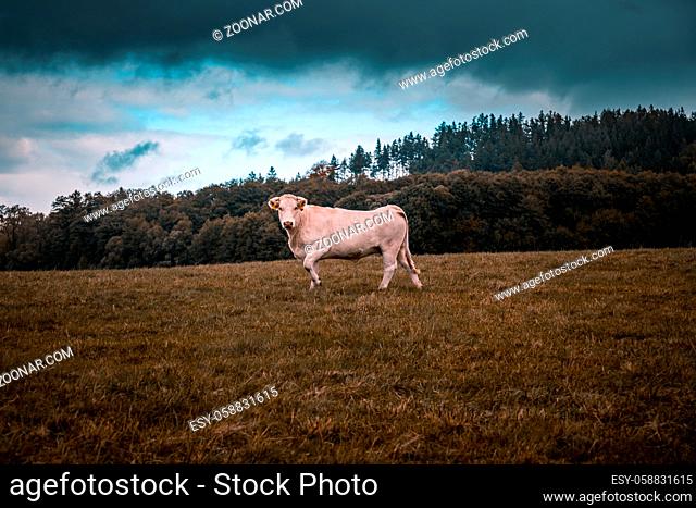 Cow under stormy clouds on a field in autumn