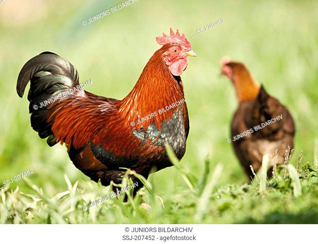 Welsummer Bantam. Rooster and hen on a meadow. Germany