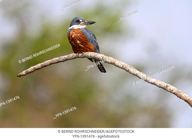 male Ringed Kingfisher Megaceryle torquata sitting on branch, Pantanal, Brazil