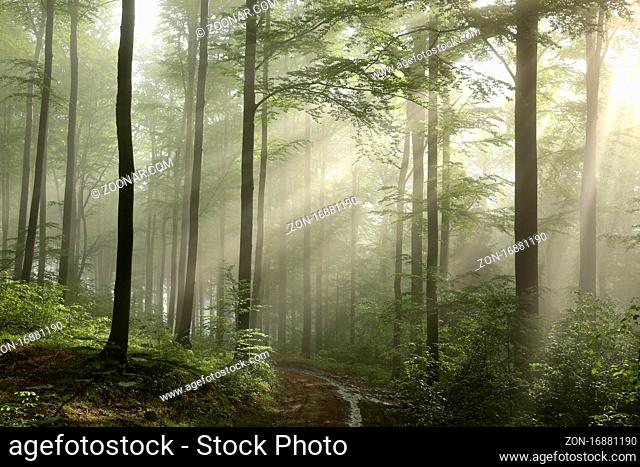Sunrise in the spring beech forest after rainfall, Bischofskoppe Mountain, June, Poland