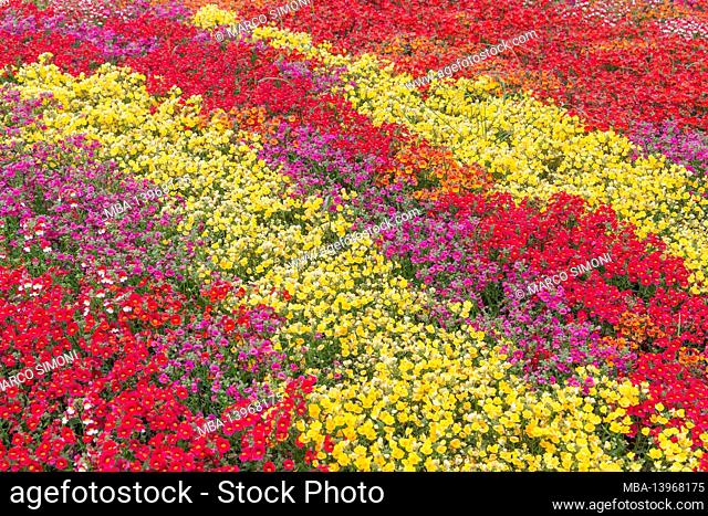 Flowers field in full bloom, Genoa, Liguria, Italy, Europe