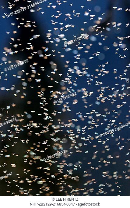 A swarm of tiny insects believed to be Non-biting Midges, also known as Chironomids, backlit by late afternoon sun in a hatch along the shore of Royal Lake in...