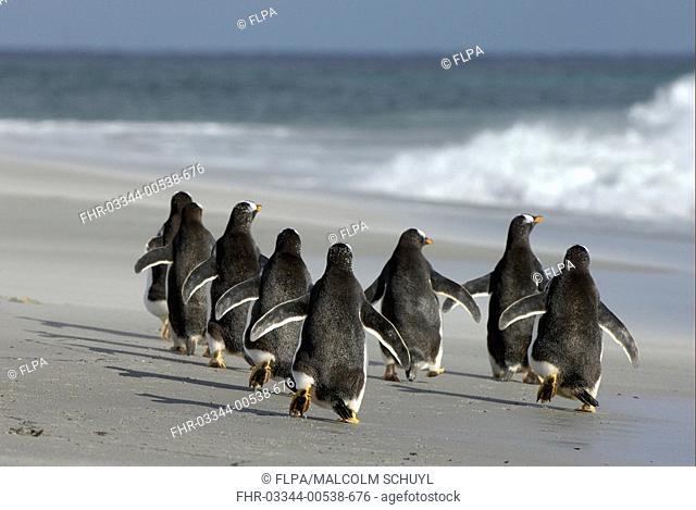 Gentoo Penguin Pygoscelis papua adults, group running away along beach, Falkland Islands