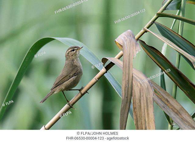Dusky Warbler (Phylloscopus fuscatus) adult, perched on reed stem in reedbed, Nam Sang Wai, New Territories, Hong Kong, China, October