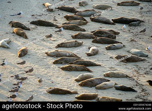Sea lions and seals napping on a cove under the sun at La Jolla, San Diego, California. The beach is closed from December 15 to May 15 because it has become a...