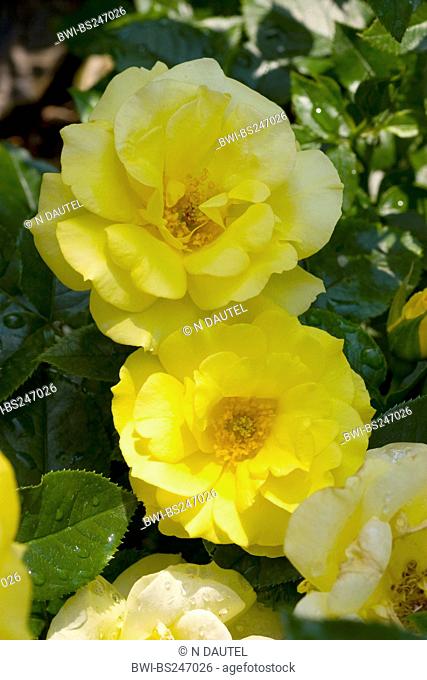 ornamental rose Rosa 'Bayerngold', Rosa Bayerngold, cultivar Bayerngold