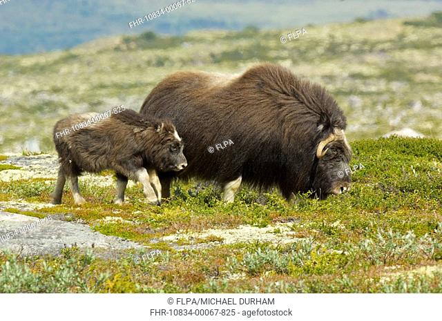 Musk Ox Ovibos moschatus adult with young, walking on tundra, Dovrefjell, Norway