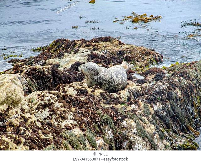 coastal scenery including a common seal around the Monterey Peninsula in California, USA