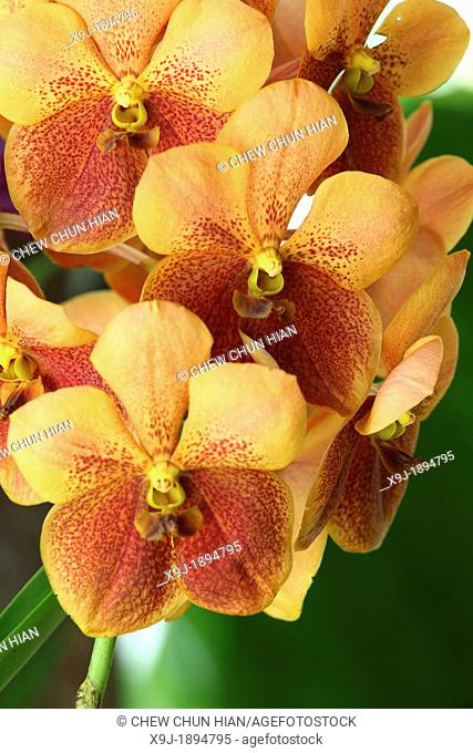 Orchid, Ascda. Ken Kone 'Crwonfox Sunglow' AM/AOS V. merrillii x Ascda. Guo Chia Long