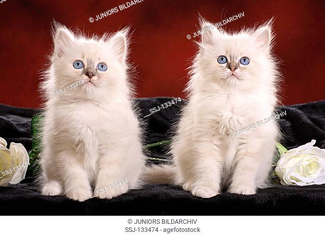 two Sacred cat of Burma kittens - sitting