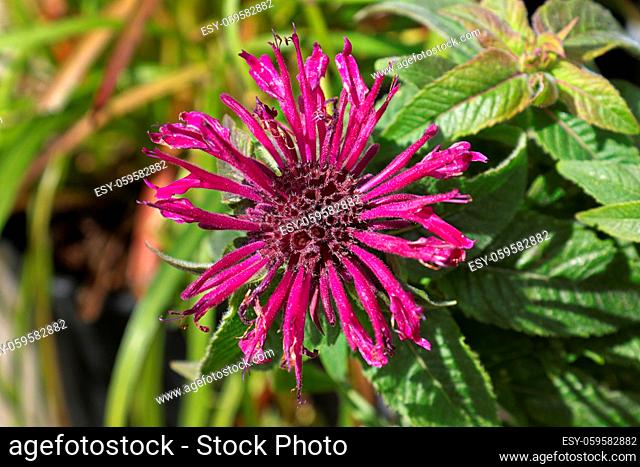 Top view of a bee balm flower in full bloom