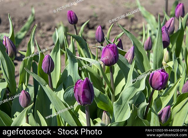 28 April 2021, Saxony-Anhalt, Schwaneberg: Tulips bloom in a field. The Degenhardt company grows tulips on a large scale near Schwaneberg
