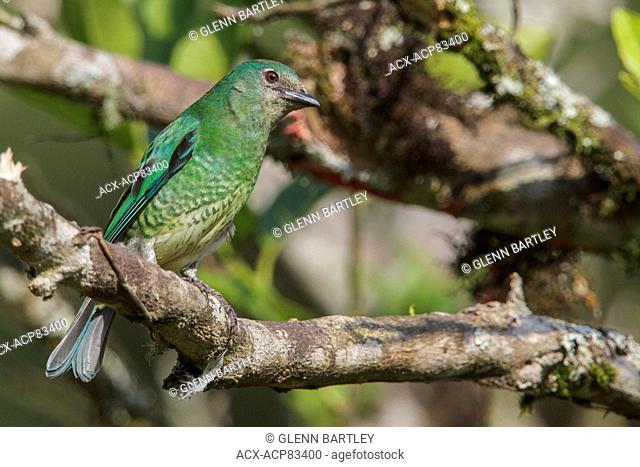 Swallow Tanager (Tersina viridis) perched on a branch in the Atlantic rainforest of southeast Brazil