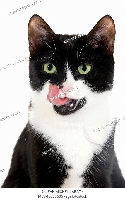 Cat - Black & White domestic Cat - sitting down licking lips