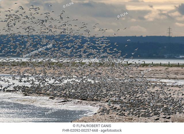 Dunlin Calidris alpina and Knot Calidris canutus mixed flock, in flight, landing at roost, Swale National Nature Reserve, Isle of Sheppey, Kent, England