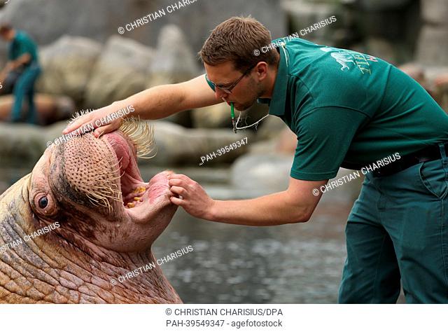 Keeper Tobias Taraba looks into the mouth of walruss Odin during the annual animal inventory at Hagenbeck Zoo in Hamburg, Germany, 16 May 2013