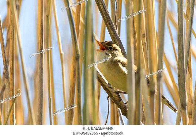marsh warbler (Acrocephalus palustris), singing in Reed, Germany