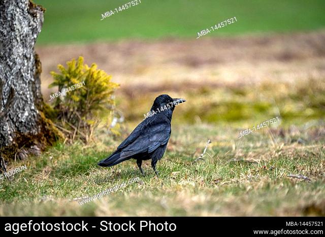 The carrion crow or raven crow is a species of bird from the corvid family