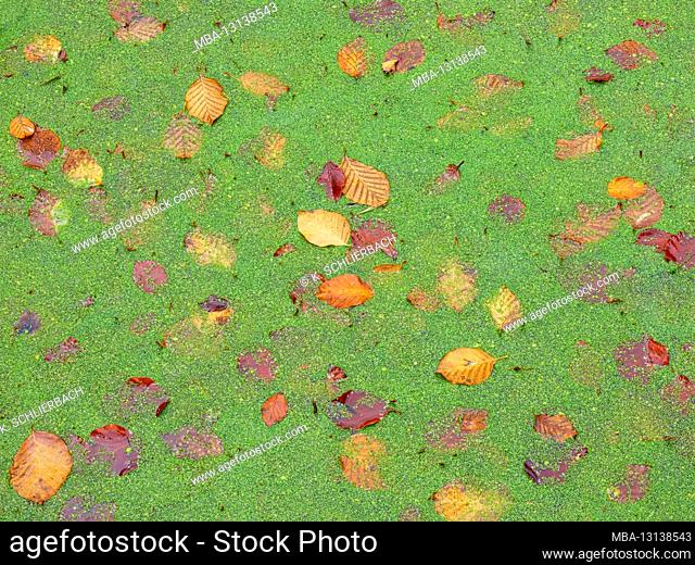 Europe, Germany, Hesse, Marburg, Botanical Garden of the Philipps University on the Lahn Mountains, autumn leaves between duckweed (Lemna) in the pond