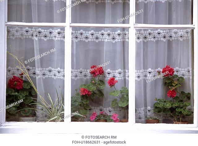 Close up of red geraniums and net curtains inside sash window