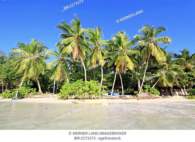 Coconut palms (Cocos nucifera), Anse Takamaka, Mahe, Seychelles, Africa, Indian Ocean