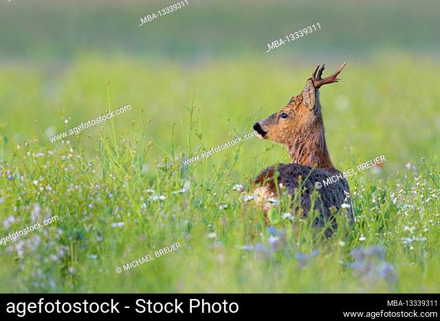 Roebuck (Capreolus capreolus) in a wild field, May, Hesse, Germany