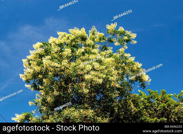 Indian cork tree (Millingtonia hortensis) flowers Tamil Nadu, South India, India, Asia