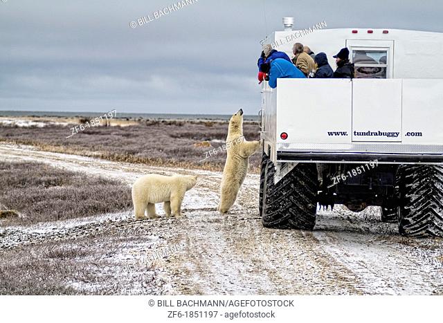 Curious Polar Bear close encounter as bear looks in to Tundra Buggy to see tourists at Churchill Manitoba Canada