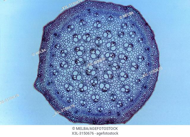 Monocotyledon stem. Sarsaparrilla
