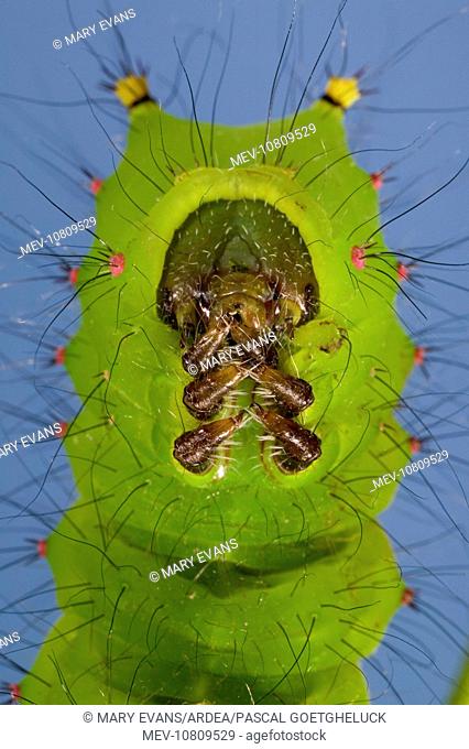 Indian Moon Moth - Caterpillar - head and (real) legs (Actias selene). Asia