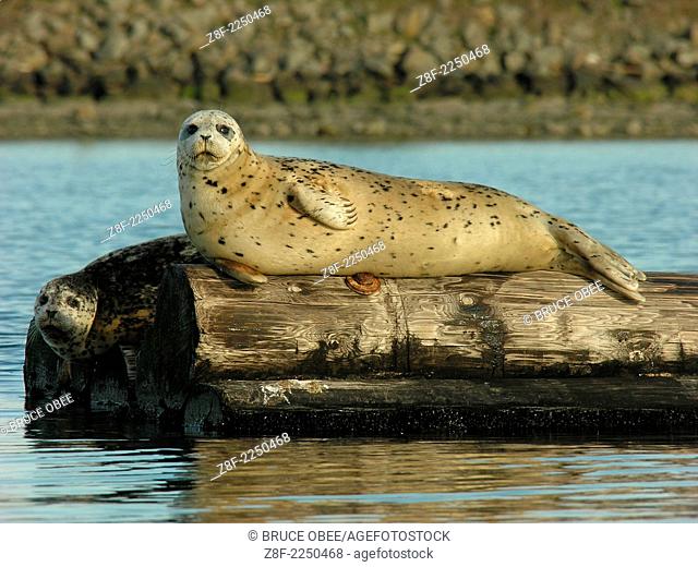 Harbour seals lounge on a log in Saanich Inlet on Vancouver Island, British Columbia, Canada