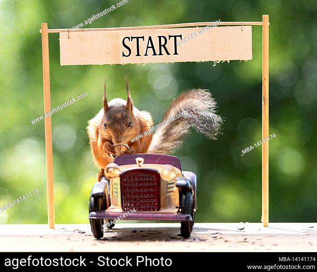 red squirrel, sciurus vulgaris is sitting in a car holding a wheel
