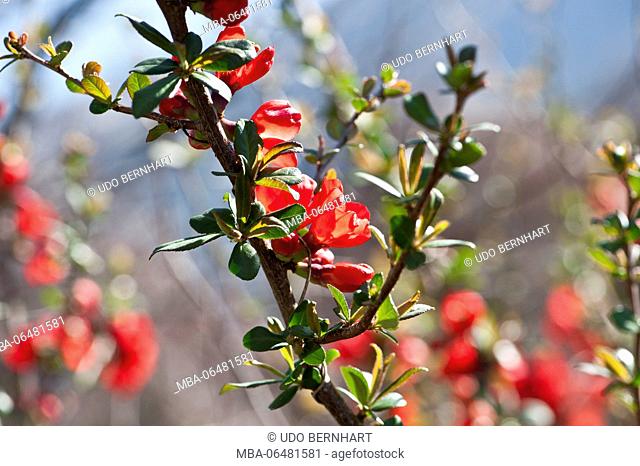 Italy, South Tirol, Vinschgau, Kastelbell, fruit cultivation, spring, blossom, buds, sprouts, leaves, pomegranate tree