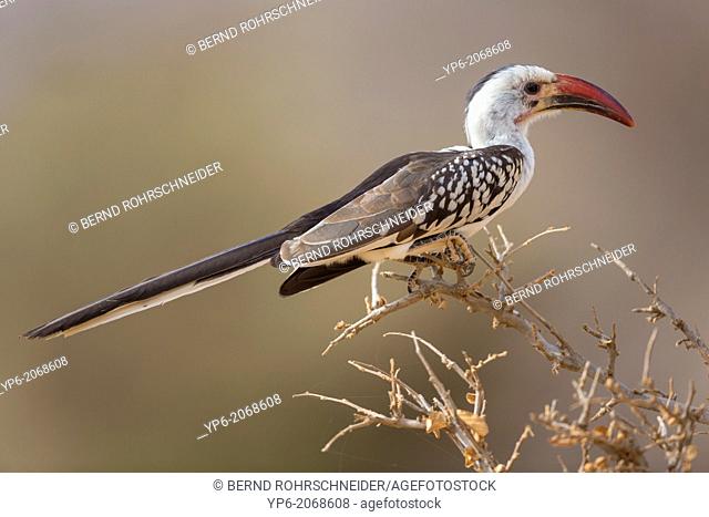 Northern Red-billed Hornbill (Tockus erythrorhynchus) sitting on branch, Samburu National Reserve, Kenya