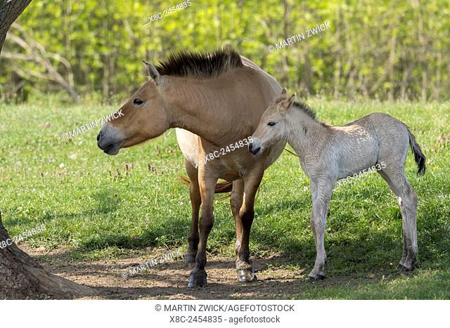 Przewalskis Horse or Takhi (Equus ferus przewalskii) in the wildlife center of the Hortobagy National Park. Mare with foal