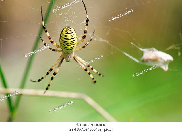 Banded argiope spider (Argiope trifasciata)