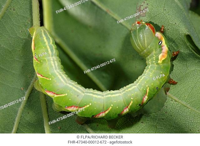 Great Prominent Moth Peridea anceps caterpillar, final instar larva, feeding on Sessile Oak leaf, Powys, Wales