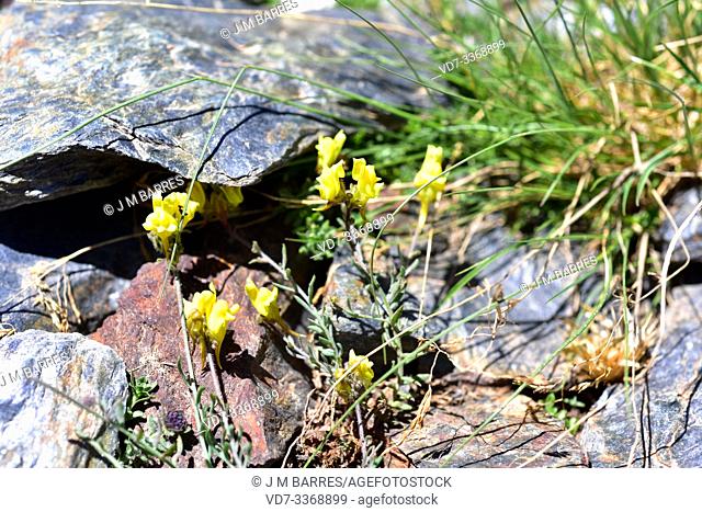 Espuelilla (Linaria aeruginea nevadensis) is a subspecies endemic to Sierra Nevada. This photo was taken in Sierra Nevada National Park, Granada province