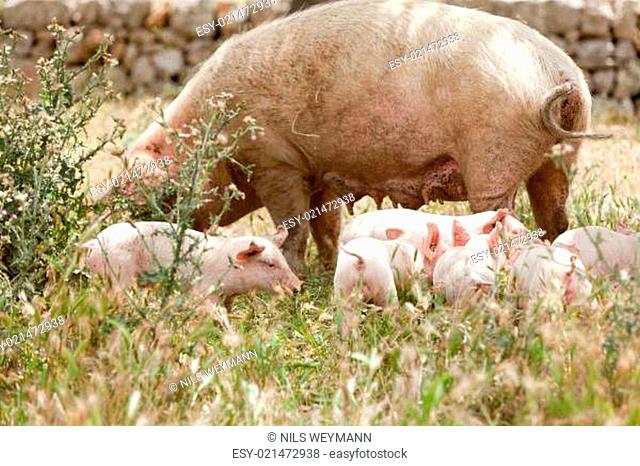 kleine rosa ferkel schweine mit muttertier im freien