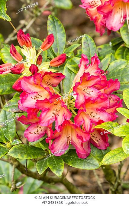 Rhododendron 'dichroanthum'