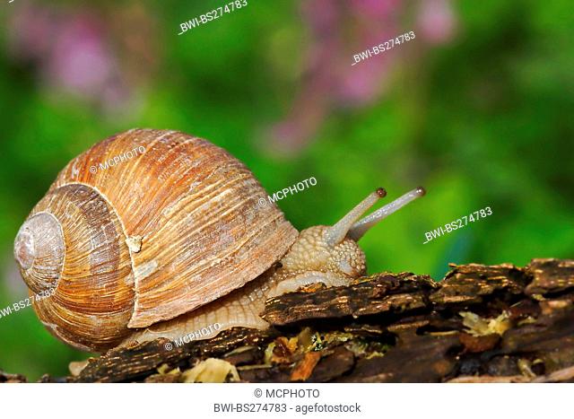 Roman snail, escargot, escargot snail, edible snail, grapevine snail, vineyard snail, vine snail Helix pomatia, creeping on wood, Germany