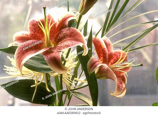 Speciosum Lily (Lilium speciosum) NY, NY