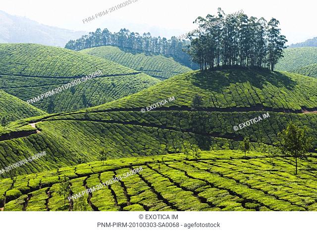 Tea plantation, Devikulam, Munnar, Idukki, Kerala, India