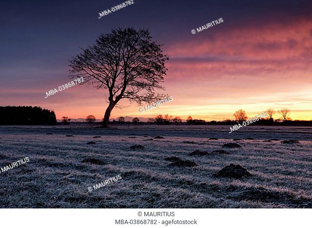 December, morning, backlight, way, tree, sky, atmosphere, white frost, winter