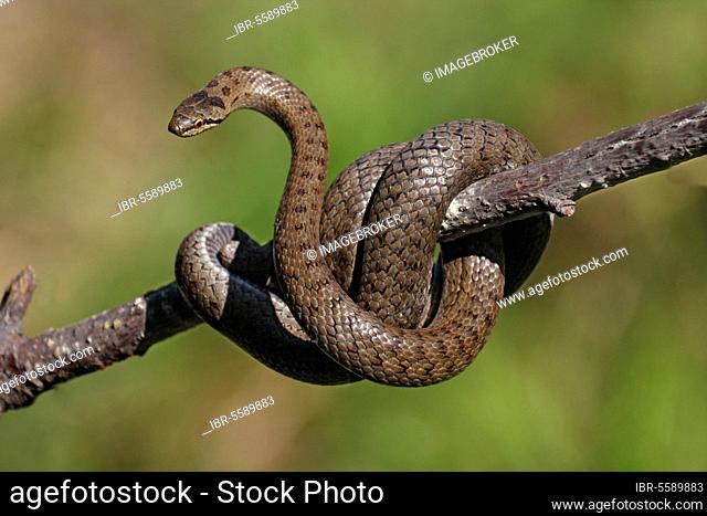 Smooth snake (Coronella austriaca) adult, wrapped around a twig, Cannobina Valley, Piedmont, Northern Italy