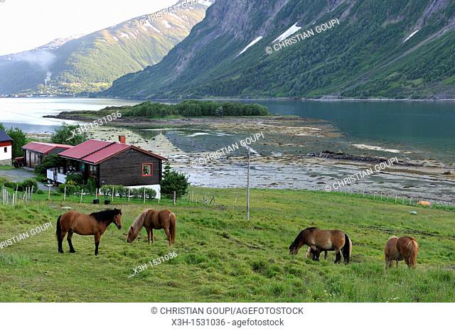 Lyngshest horses, Solvik Gard, region of Lyngen, County of Troms, Norway, Northern Europe