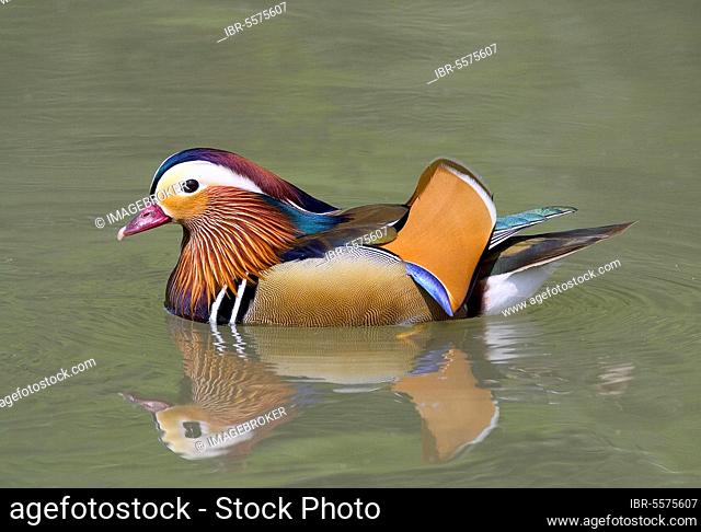 Mandarin Duck (Dendronessa galericulata) Male Swimming, Arundel, West Sussex, England, United Kingdom, Europe