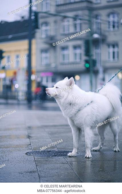 white husky dog looking somewhere in the streets of berlin